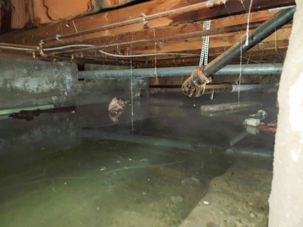 Best Local water damage restoration  in Manly, IA