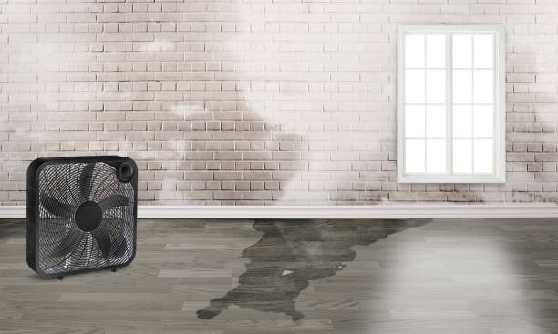 Best Carpet water damage restoration  in Manly, IA