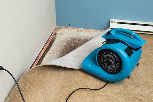 Best Water damage restoration experts  in Manly, IA